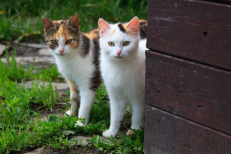 two orange and white tabby cats