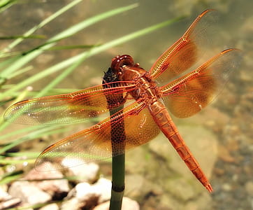 Red Dragonfly on Leaf