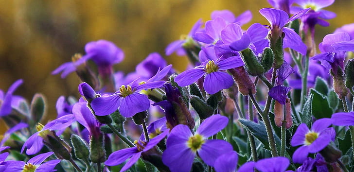 purple 4-petaled flowers closeup photo