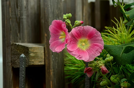 two pink flowers