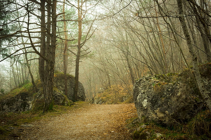 pathway between withered trees during foggy weather at daytime