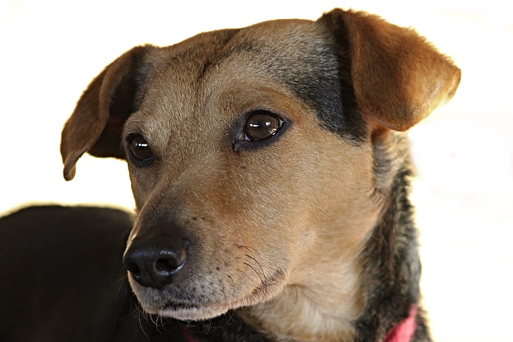close up photo of medium short-coated brown and black dog