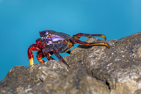 black and red crab on brown rock formation