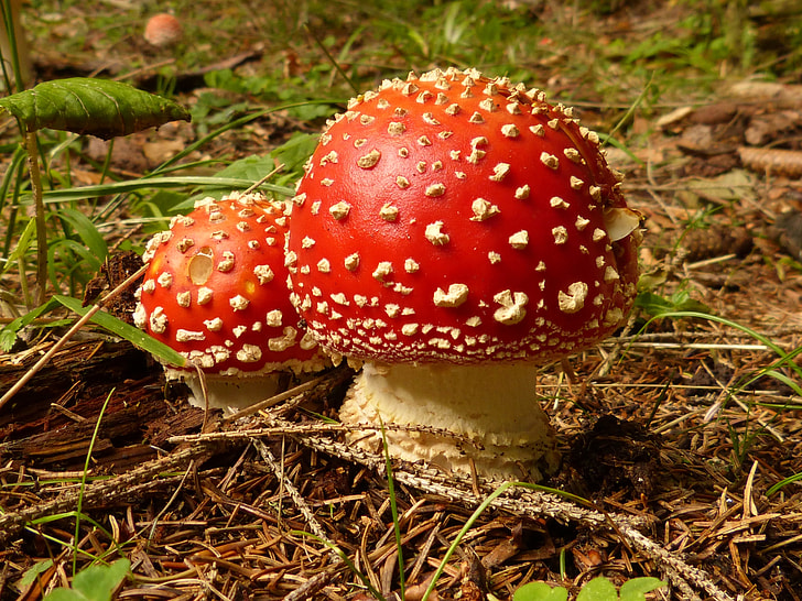 red and brown mushrooms on land