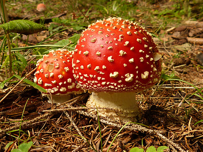 red and brown mushrooms on land