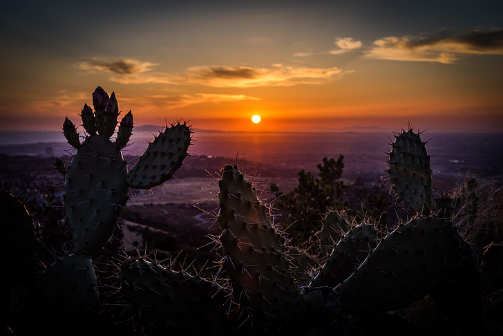 silhouette of cactus near seashore at sunset