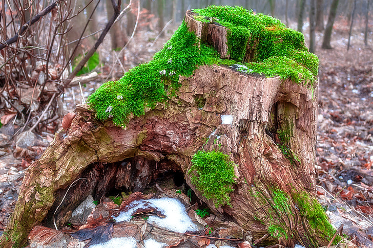 green covered brown tree trunk