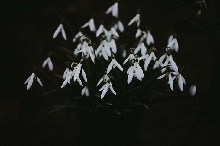 white snowdrop flowers