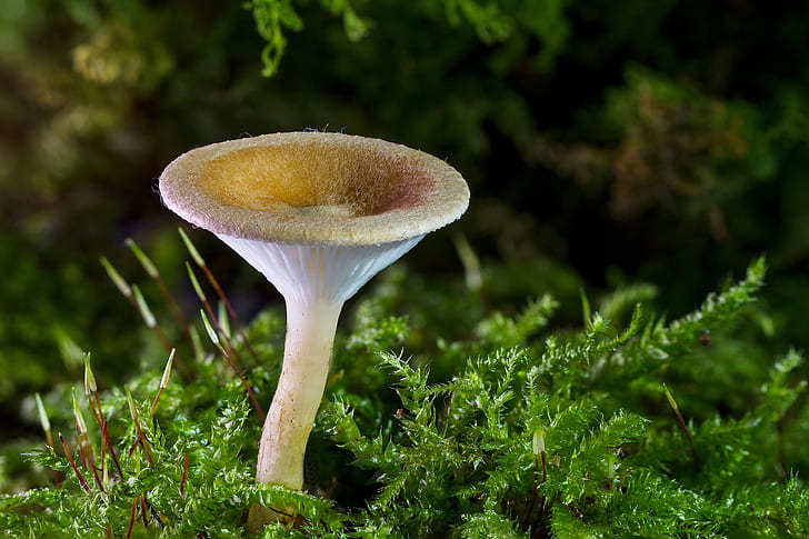 white mushroom near green grass