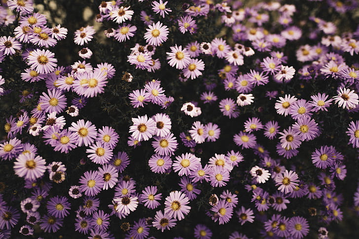 photography of purple petaled flowers