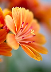 selective focus photography of orange flower