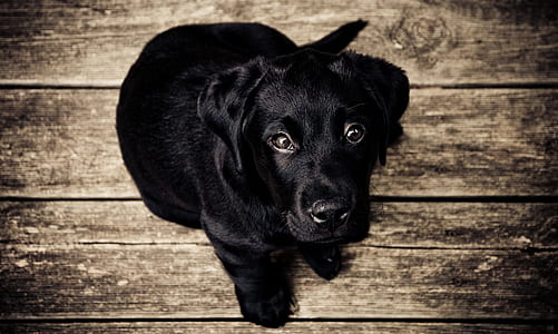 black Labrador retriever puppy