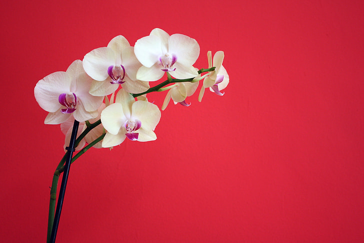 white orchid with red background