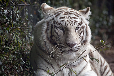 white bengal tiger near plants during daytime