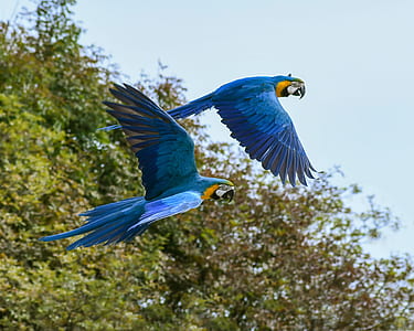 two blue-and-yellow macaw parrot flying photography