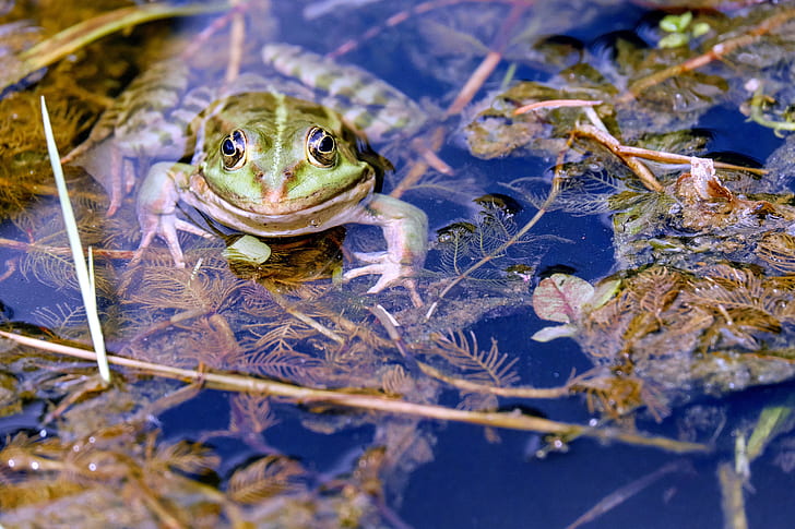 closed-up photography of green frog