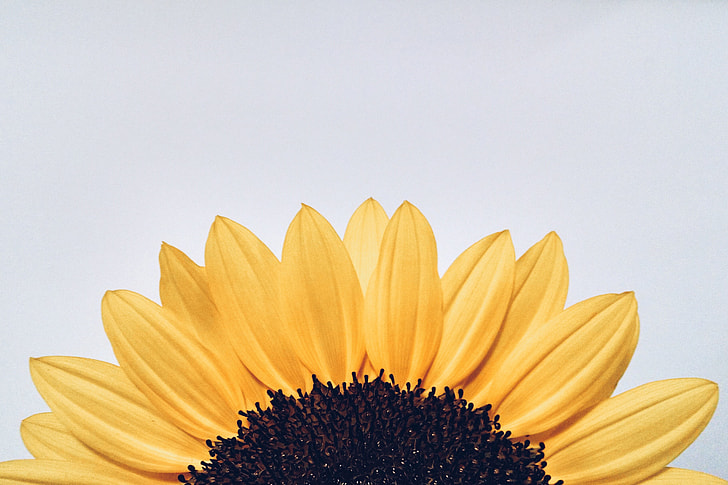 Sunflower yellow closeup