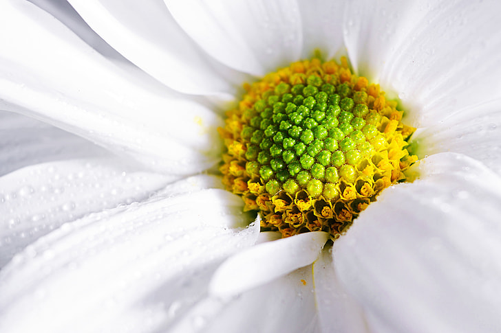 Macro shot of a white flower