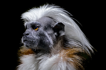 shallow focus photography of white monkey