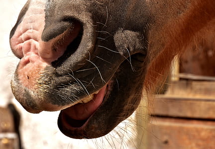 horse snout, nostrils, laugh, funny, close, animal