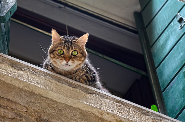 cat standing on window looking down