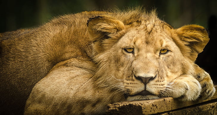 photo of lioness laying on wooden surface
