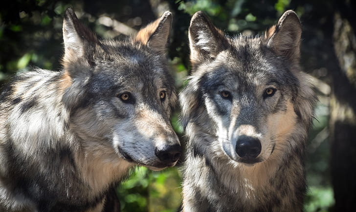 two gray and white wolves