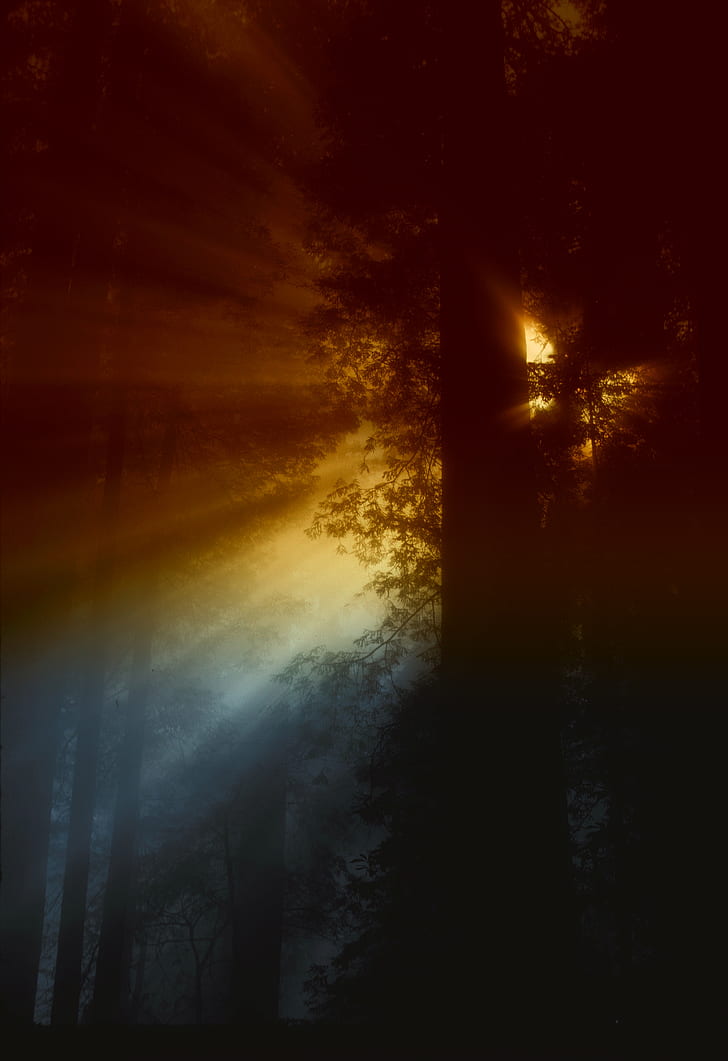 Ray of Sunlight Flowing in Trees