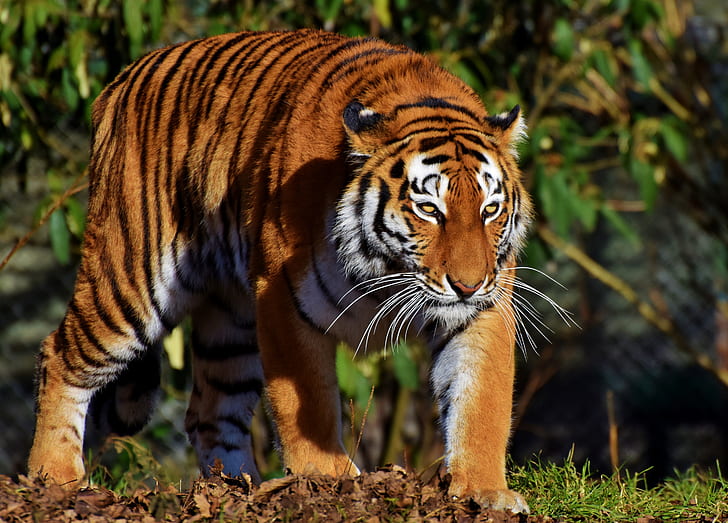 Royalty-Free photo: Closed-up photography of tiger | PickPik