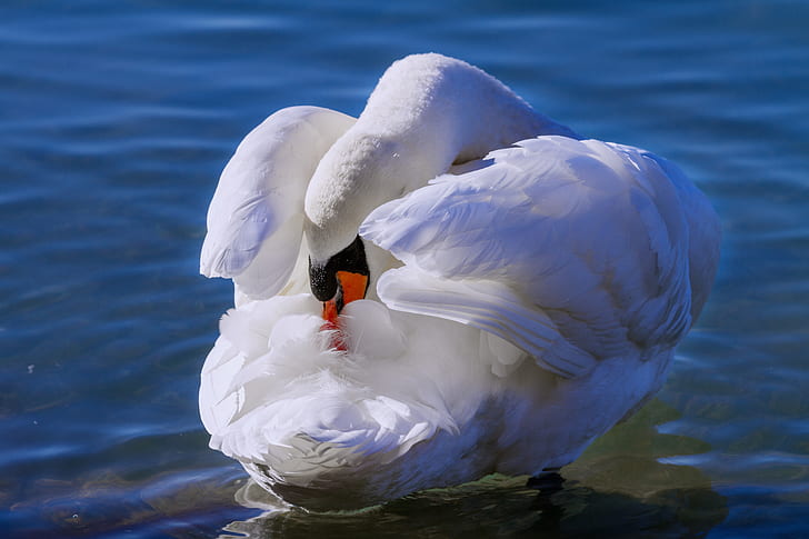 tundra swan on water