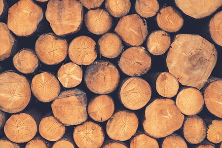 brown tree logs