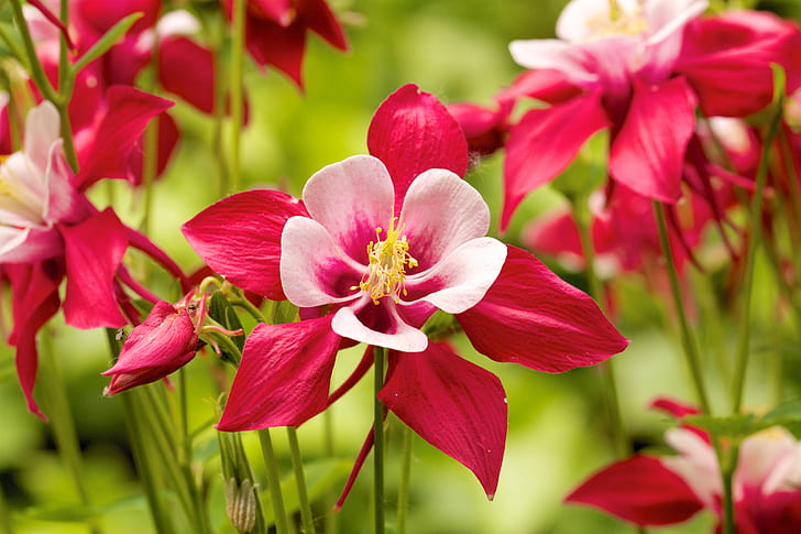 pink-and-red flowers