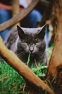 Russian Blue cat lying on grass