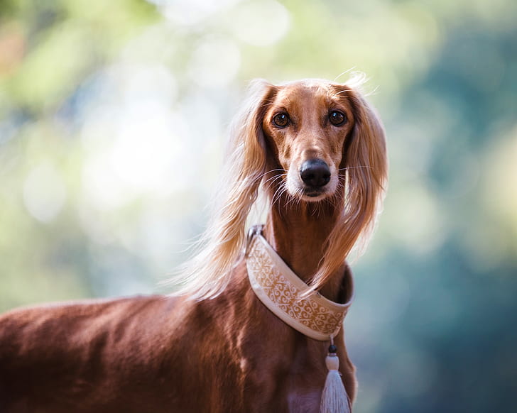 short-coated brown dog with collar