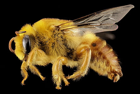 honeybee illustration