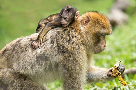 selective focus photograph of primate holding banana peel