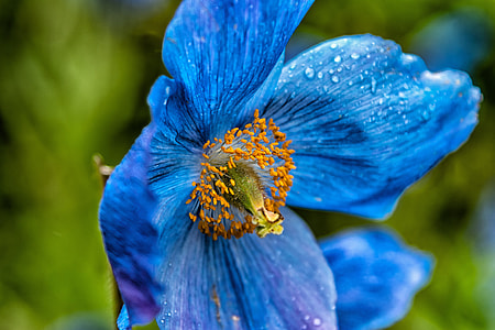 selective focus photography of blue anemone flower