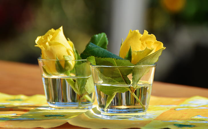 two yellow roses on cup with water