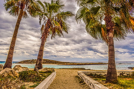 three palm trees near body of water