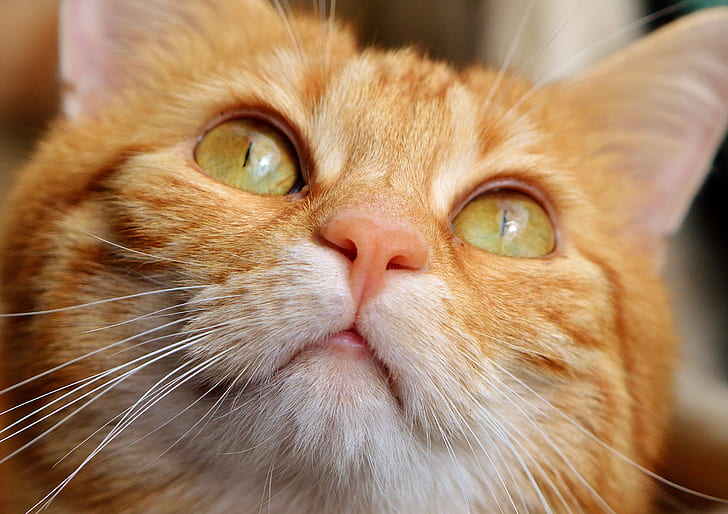 close up shot of orange tabby cat
