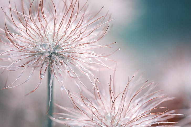 close-up photography of dandelions