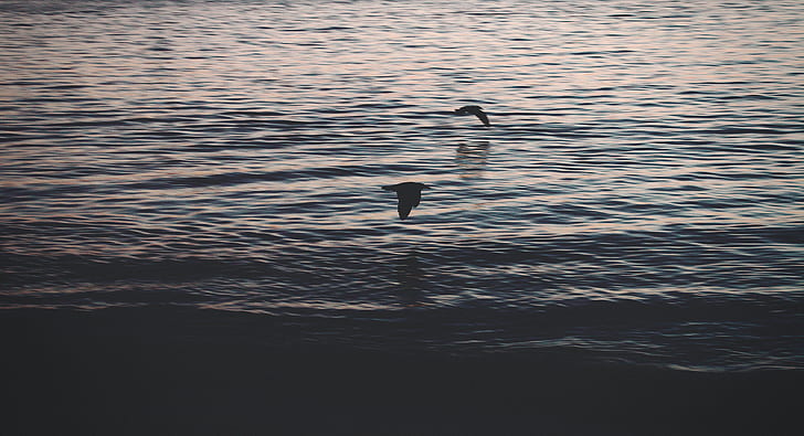 photography of two birds hovering over body of water
