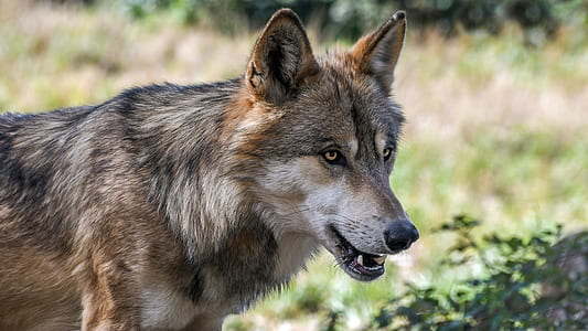 brown wolf on forest at daytime