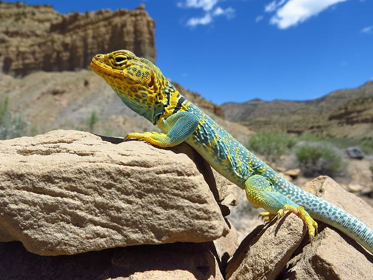 teal and brown lizard on stone under blue and white sunny sky during daytime