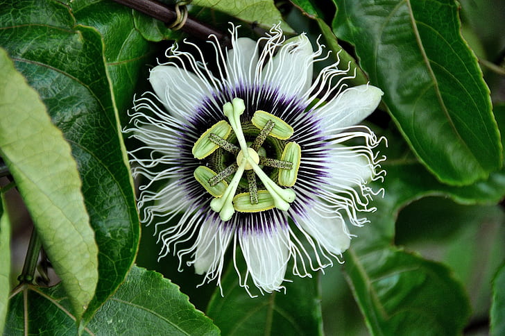 close-up photography of white and purple passion flower