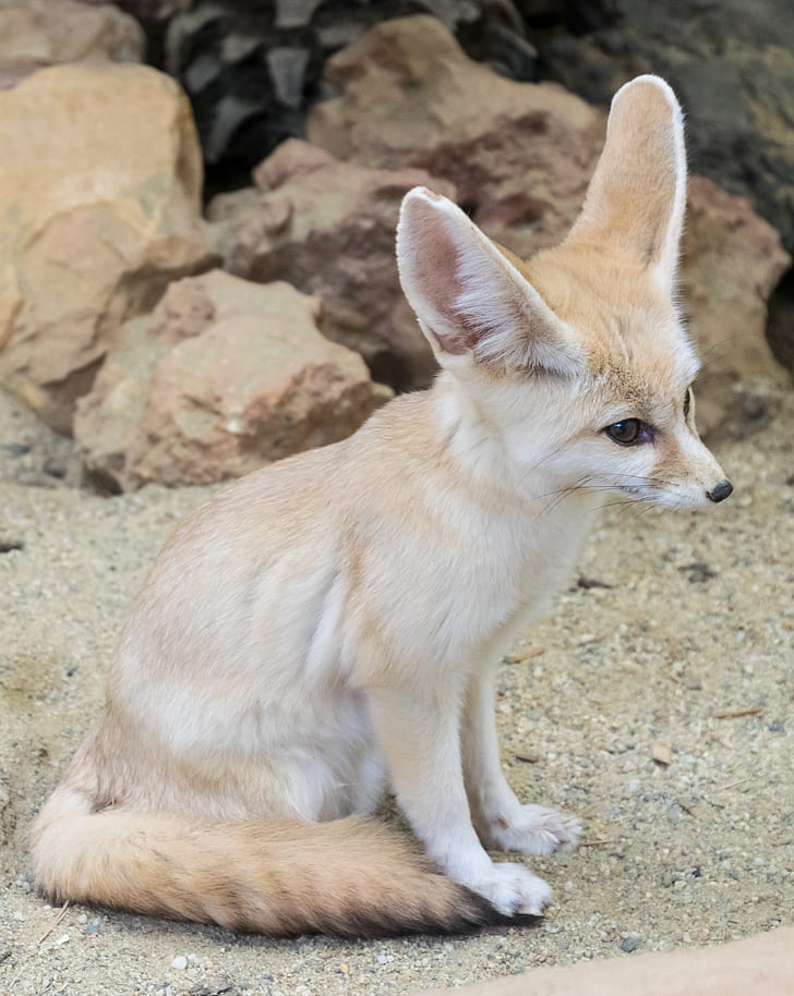 white and beige fennec fox
