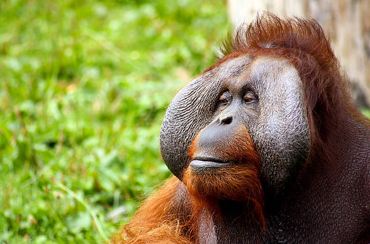 How much does a orangutan cost?