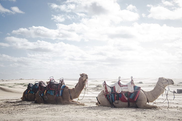 two camels on sands