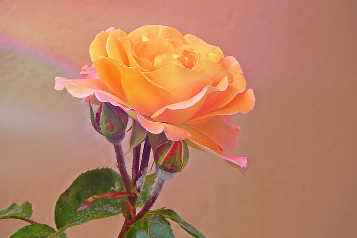 photo of yellow petaled rose