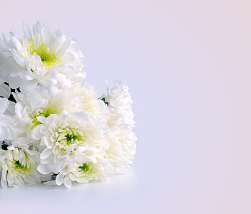 closeup photography of white daisies